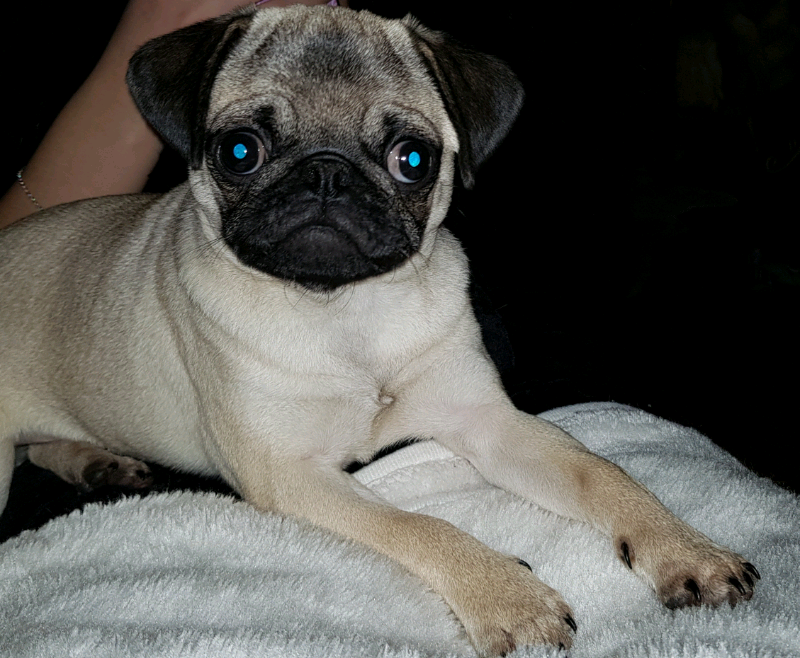 FEMALE PUG PUPPY ( 5 MONTHS OLD ) in Chichester, West Sussex Gumtree