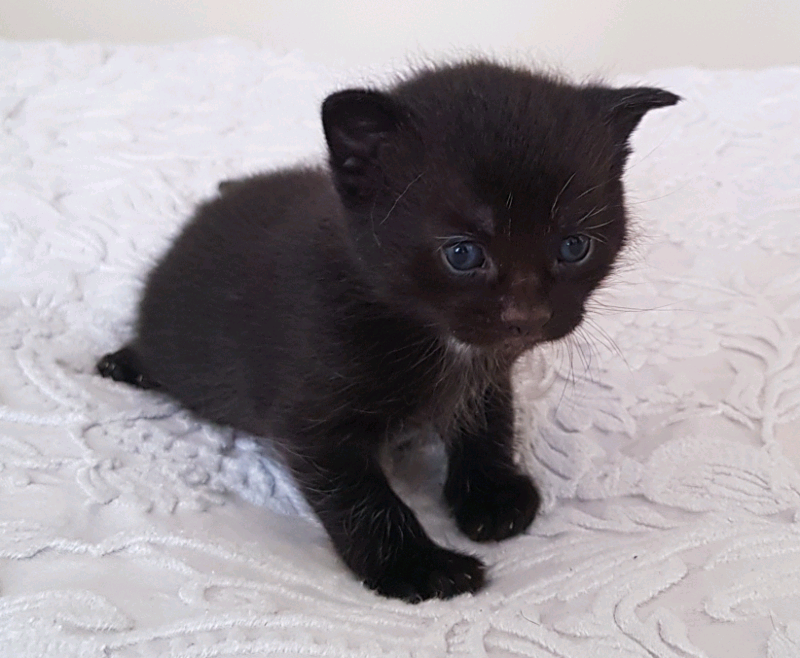 Kittens for sale | in Birchgrove, Swansea | Gumtree