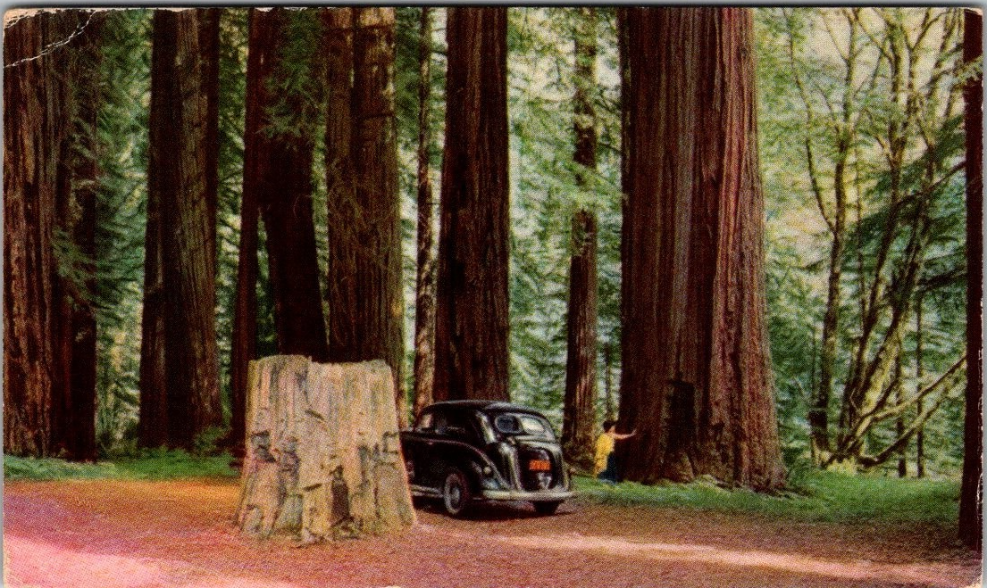 Vintage Postcard Redwood Grove Highway 101 Dyerville Northern California 1939