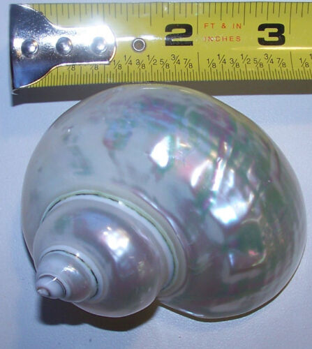 1 PEARL TURBO POLISHED DISPLAY SHELL HERMIT CRAB COLLECTOR 3"+  ITEM # ss1194-3
