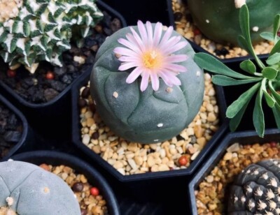 Cactus La. Fricii Sp. El Amparo (10 Count) Seed