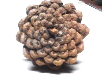 30 PINE CONES FRESH (NO GREY)   FLAT BOTTOM WEDDING PINE CONES  2''  - 3.5