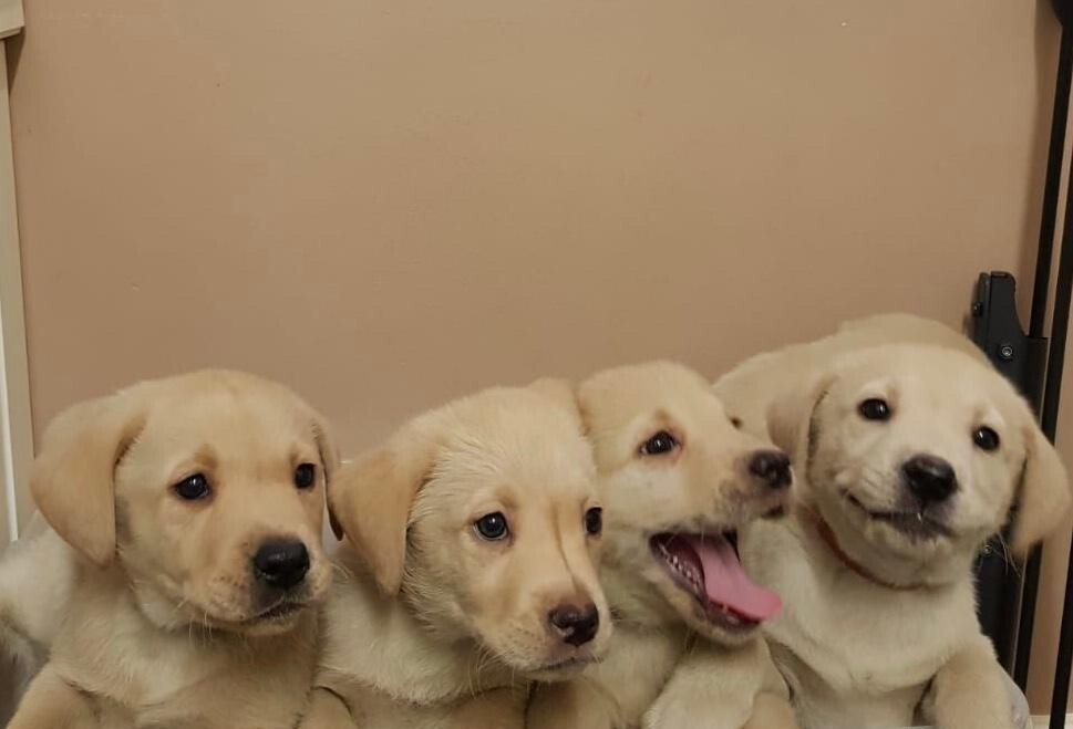 Labrador Puppy in Tower Hamlets, London Gumtree