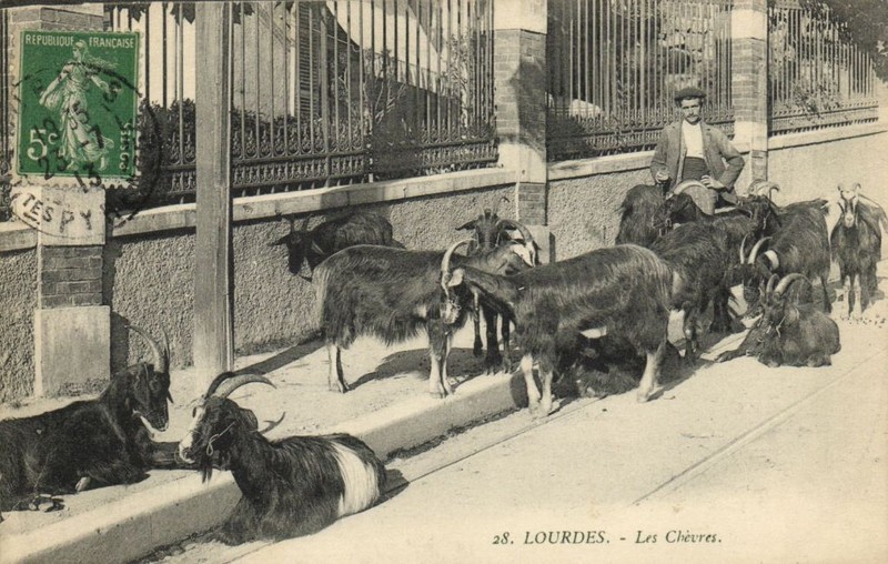 Cpa Lourdes - Les Chevres (171561)