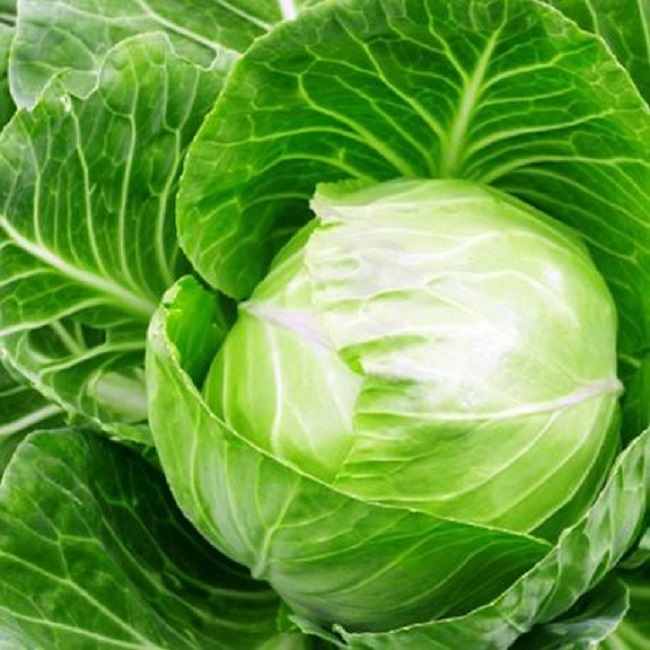 CABBAGE EARLIEST OF ALL 3200 SEEDS BALL HEAD 5055923627082 eBay