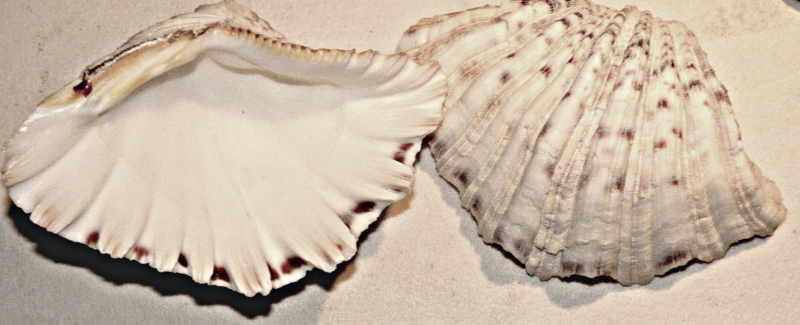 White Fluted Clam shell pair 5