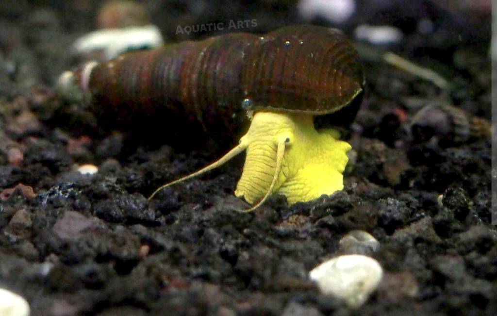 Baby yellow rabbit snails in Portsmouth, Hampshire Gumtree