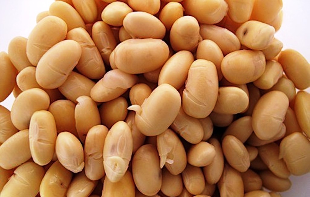 Lima bean sprout house