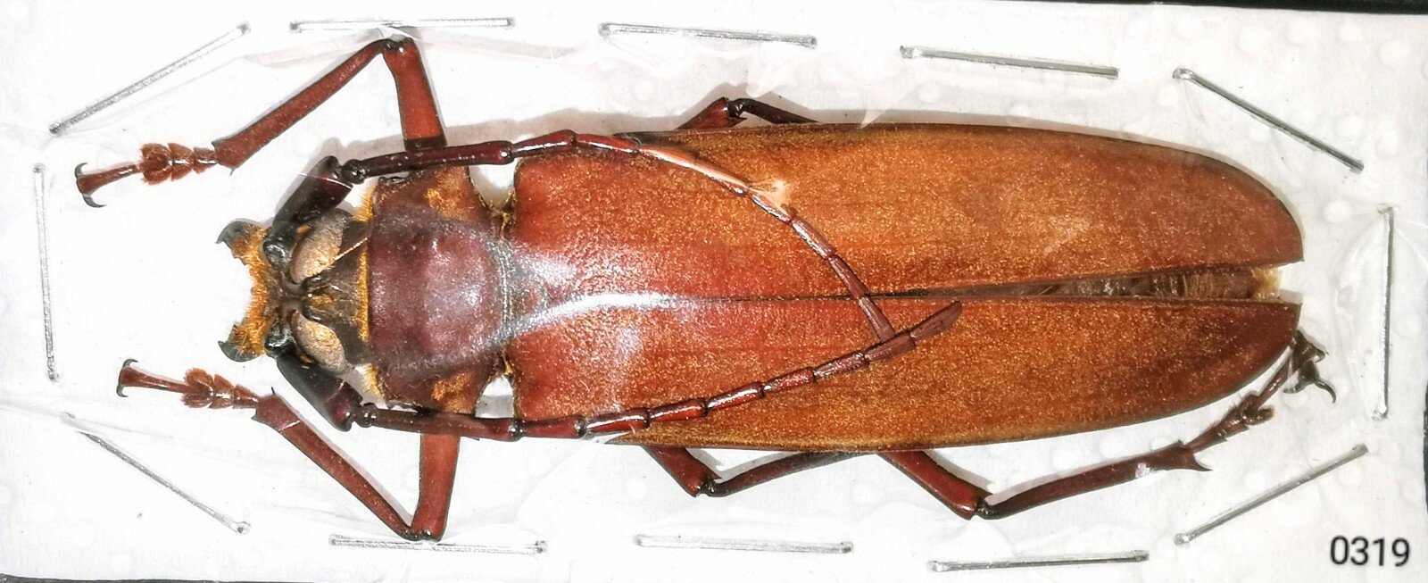 ペルーカミキリムシ　Callipogon Armillatus ？約112mm ペルーカミキリムシ Callipogon Armillatus ？約112mm Prioninae