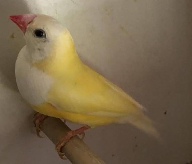 gouldian finches for sale | Birds | Gumtree Australia Free Local