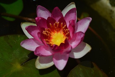 Ninfea Rustica Rossa - Pianta Acquatica Per Laghetti E Stagni, Rizoma Germinato, Senza Vaso - Foto 2