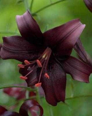 Double Orange Tiger Lily, Beautiful New Flower Bulb Ready to Ship, Perennial