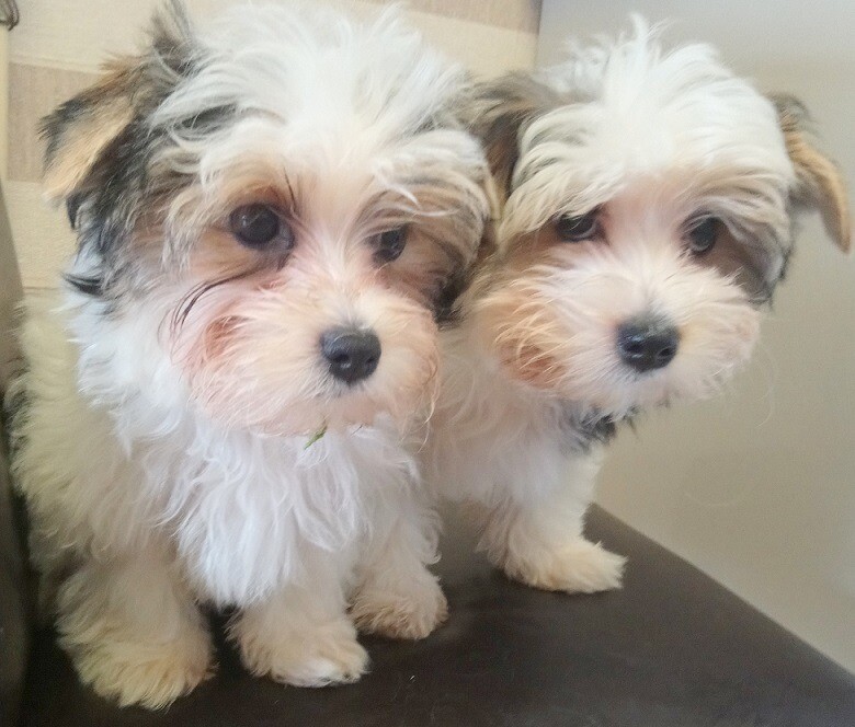 Biewer terrier puppies in Edinburgh City Centre, Edinburgh Gumtree