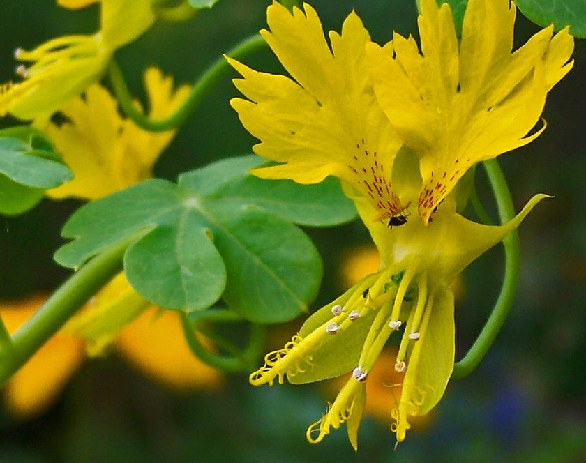 canary nasturtium peregrinum tropaeolum creeper seeds