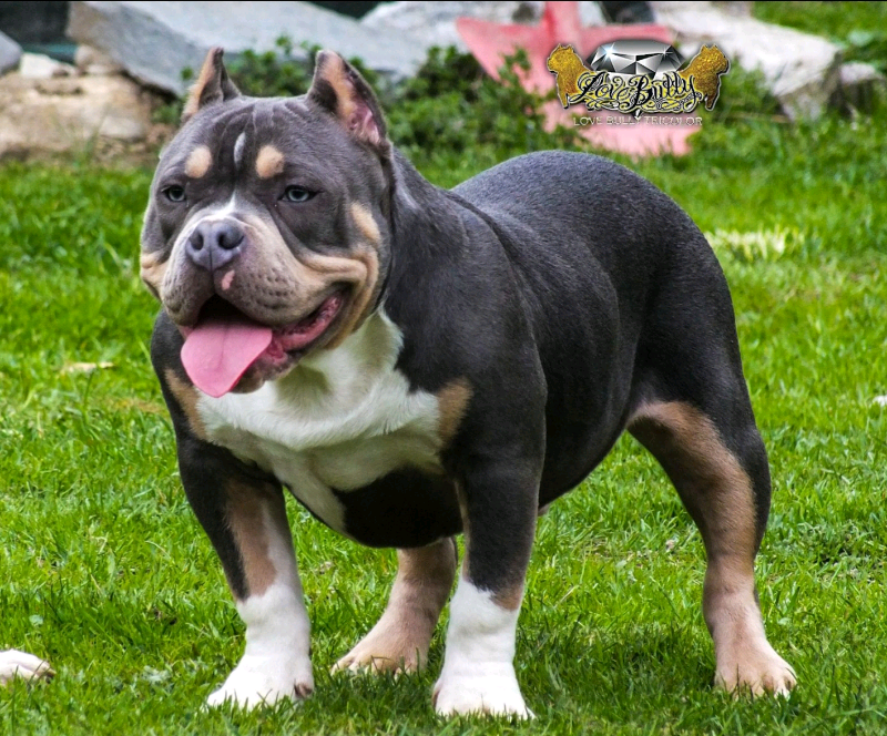 Exotic American Bully | in Stoke-on-Trent, Staffordshire | Gumtree