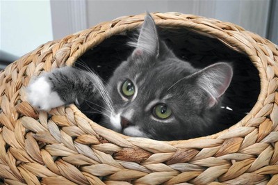 Natural Sphere Cat Tower [ID 3463302]