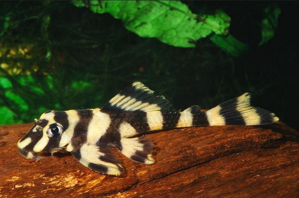 L168 Butterfly pleco 1011cm in Rochester, Kent Gumtree