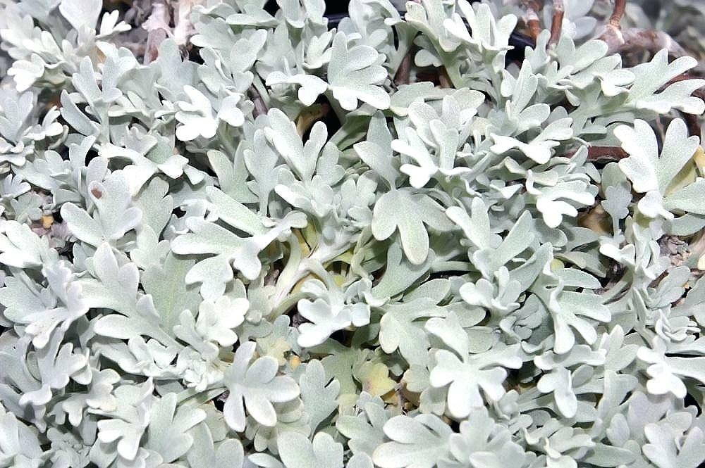 Silver Brocade Artemesia Plant - Spring 2019 Pre-Order