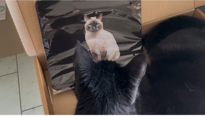 Artikelfoto(s) von einem verifizierten Käufer