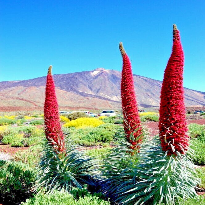 20 TOWER OF JEWELS SEEDS (Echium Wildpretii) Hummingbird Garden Flower Plant