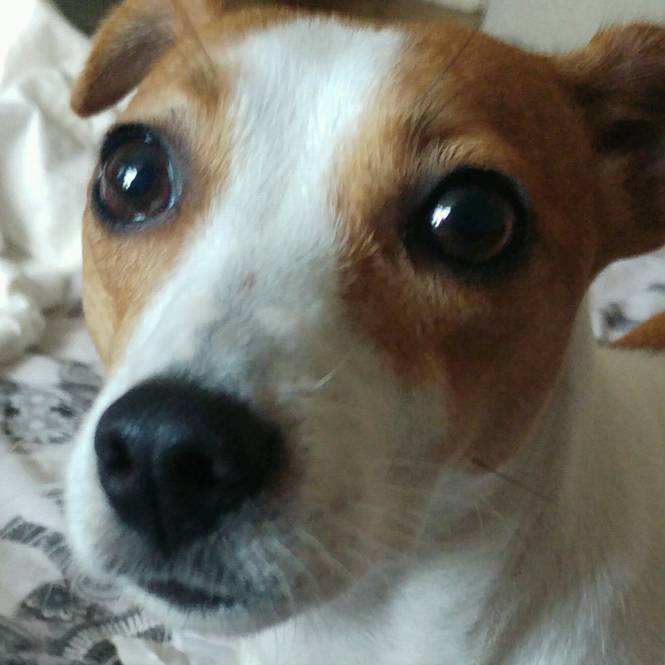 Jack/chi for sale in Wallington, London Gumtree