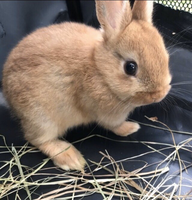 Stunning Netherland Dwarf Rabbit Doe in Cheltenham, Gloucestershire