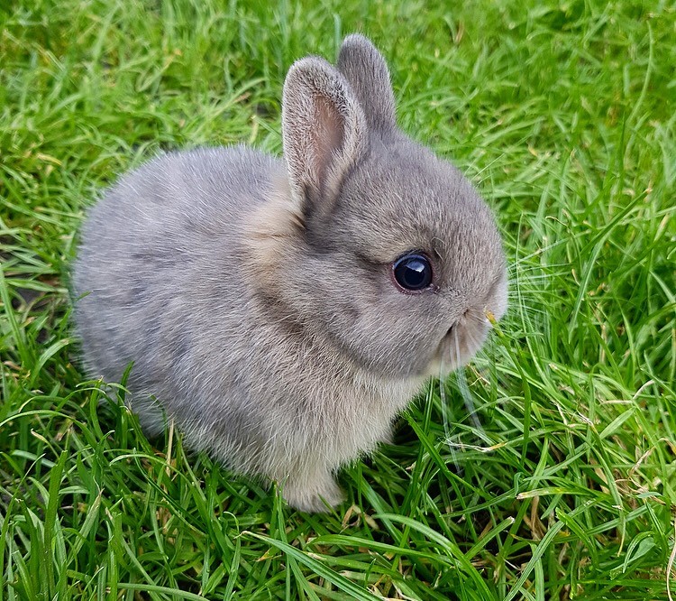 Netherland dwarf baby rabbits in Enfield, London Gumtree