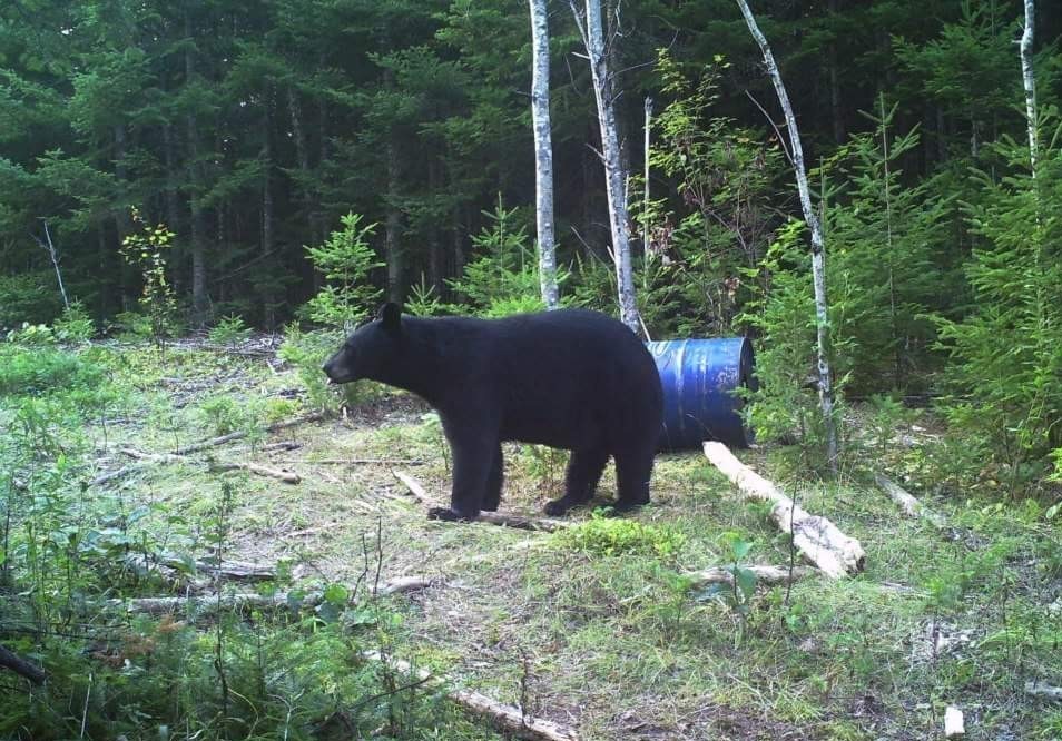 Black Bear Hunt 6 Day Maine Guided Hunt