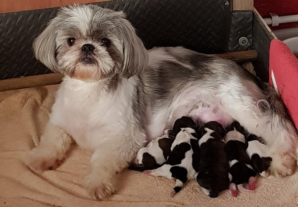 KC registered litter of Shih Tzu puppies in Port Talbot, Neath Port