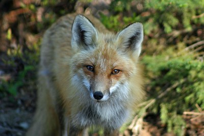sweet red fox photograph taken in algonquin park fine art