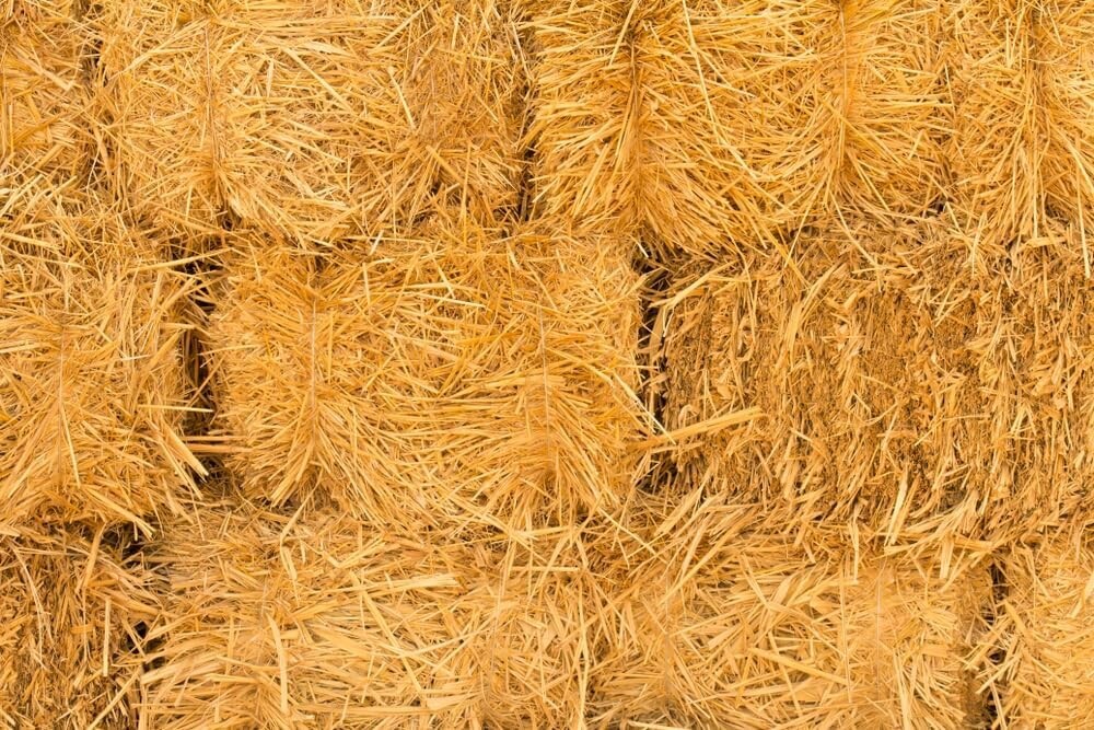 1/2 Pound Natural Wheat Straw for Animal Bedding, Garden Mulch & Compost