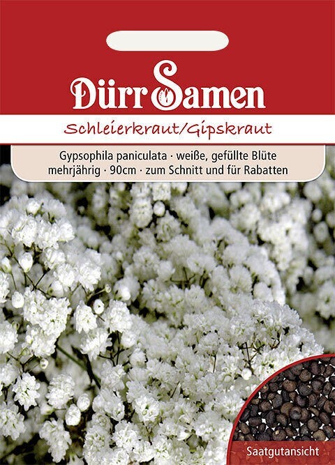 Schleierkraut Gipskraut MehrjÃ¤Hrig GefÃ¼Llt Ca. 300  Samen  Blumen 0756