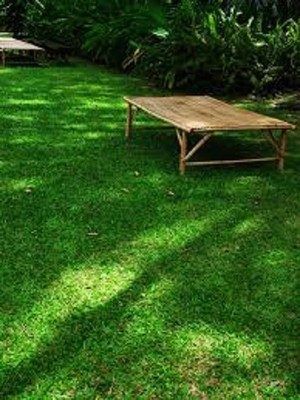 10 Lbs BOREAL CREEPING RED FESCUE GRASS SEED Shade Tolerant Fine Textured Grass