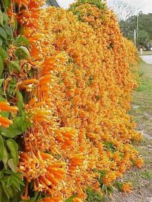 ~~FLORIDA FLAME~~Phyrostegia Vine SMALL Rooted Starter Plant~Hummingbird Heaven!