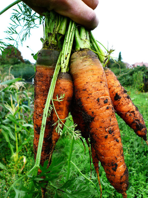 CARROT Seed AUTUMN KING 2 Approx 2000 Seeds Kings Seeds VEGETABLE SEED