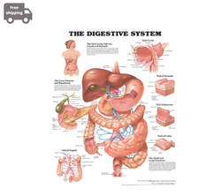 The Digestive System Anatomical Chart | eBay