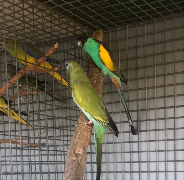 Hooded parrots Birds Gumtree Australia Brimbank Area Ardeer 1240176441