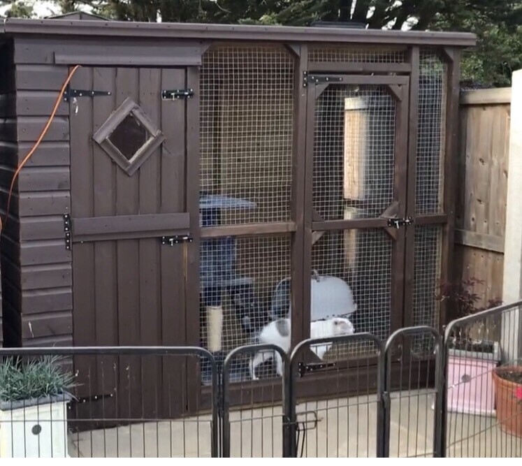 Cat pen, shed, Catio, Kennel, Cattery | in Witham, Essex | Gumtree