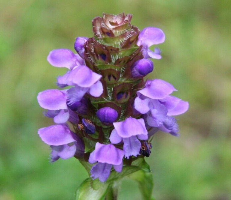HEAL ALL HERB SEEDS 200+ PRUNELLA VULGARIS Perennial Flower GARDEN FREE SHIPPING