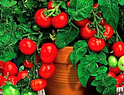 Samen Cherrytomate,  Balkon Tomate "Minibel",  nur 20-25cm gro�,  Naschtomate