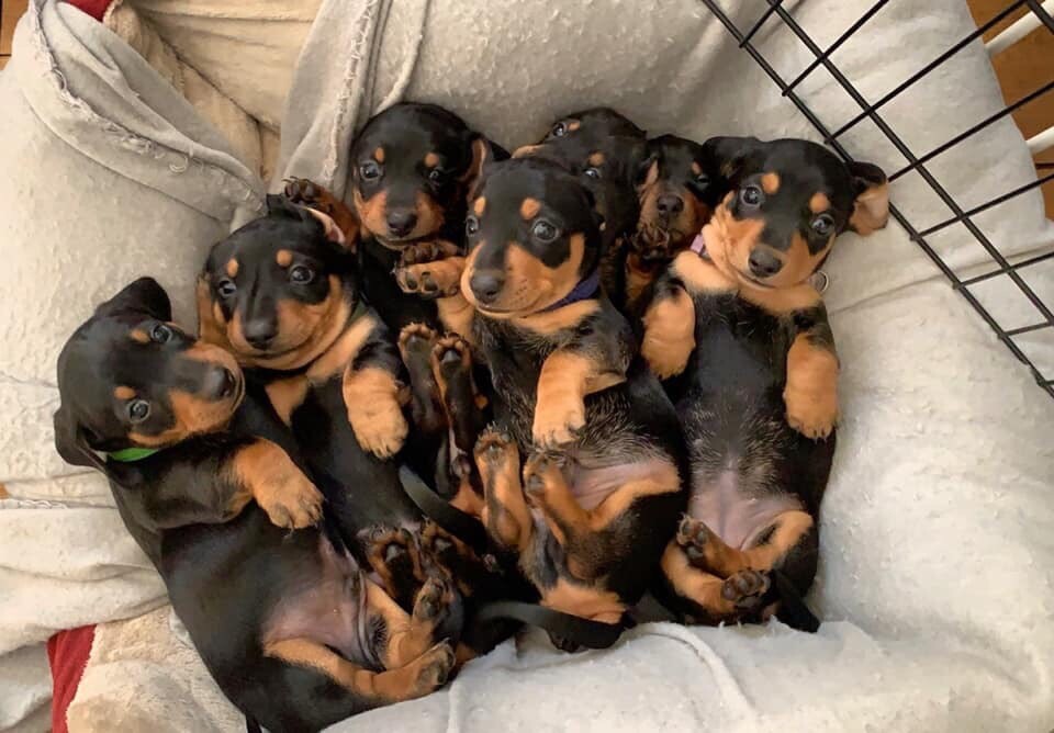 Stunning litter of miniature dachshunds. in Dumbarton, West