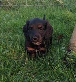 Black Labrador Retriever In Enniskillen County Fermanagh Gumtree