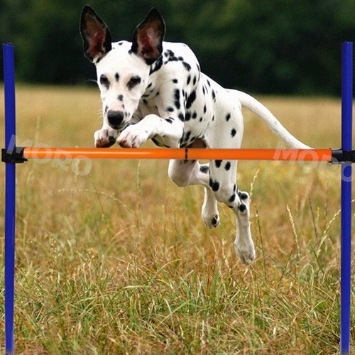 Dog Agility Equipment Jumps Kit Starter Indoor Combo Set Training Course Tunnel