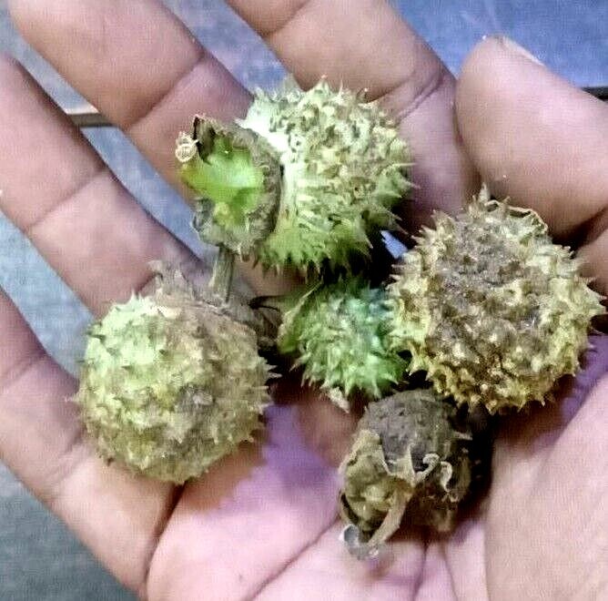 Datura Metel Fruit