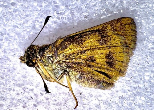 WHIRLABOUT SKIPPER BUTTERFLY - Polites vibex Female - #2 | eBay