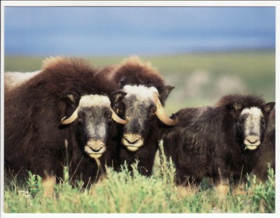 muskoxen graze on willow shrubs postcard美国代购