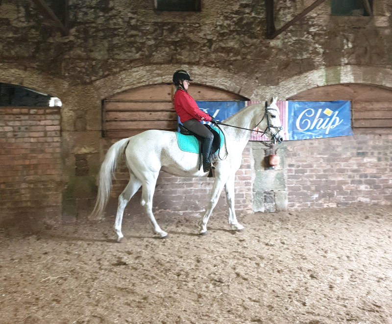 INTRODUCING STAR 16HH MARE IDEAL MOTHER DAUGHTER SON SHARE | in