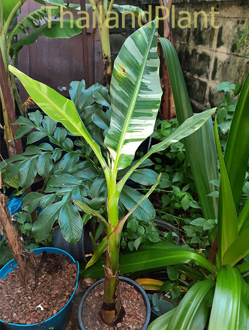 落葉樹 2025.07.25 Florida variegated. MonsteraX Auctions