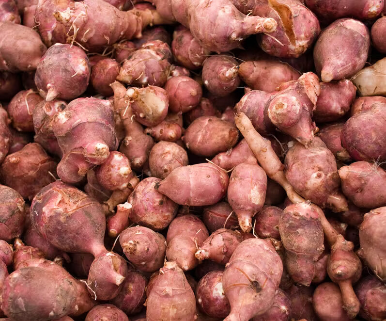 Red Jerusalem Artichoke Individual Tubers (Organic)-Winter Hardy Red Fuseau Var.