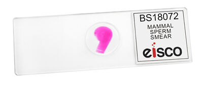 Sperm Smear - Prepared Microscope Slide - 75x25mm - Eisco Labs